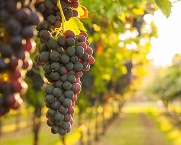 Vineyards in Spain