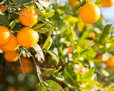 Valencia Oranges